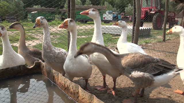 geese on the farm, Slow Motion