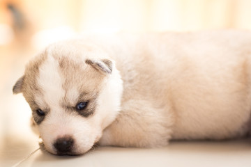 Puppy siberian husky sleeping
cute
fur
sleepy