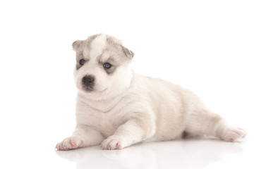 Siberian husky puppies on isolated background