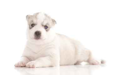 Siberian husky puppies on isolated background