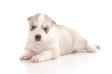 Siberian husky puppies on isolated background