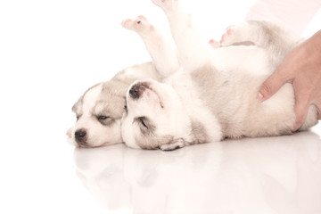 Siberian husky puppies on isolated background