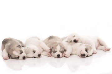 siberian husky puppies on isolated background