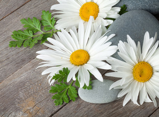 Obraz premium Daisy camomile flowers and sea stones