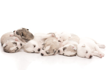 siberian husky puppies on isolated background