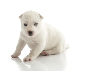 Siberian husky puppy on white background