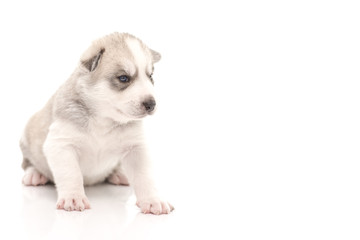 Fototapeta premium Siberian husky puppy on white background