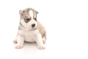 Siberian husky puppy on white background