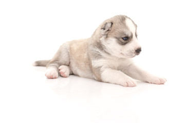 Siberian husky puppy on white background