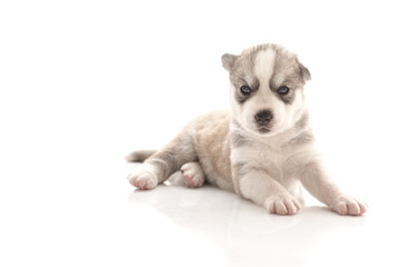 Siberian husky puppy on white background