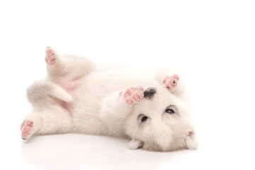 Siberian husky puppy on white background © supphalerk