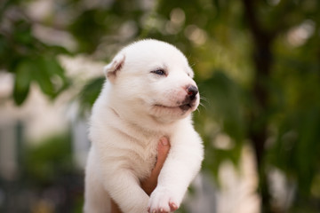 Siberian Husky puppy