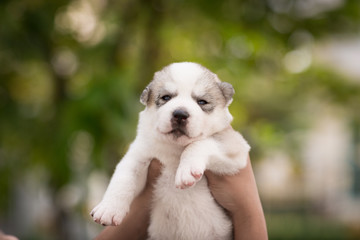 Siberian Husky puppy