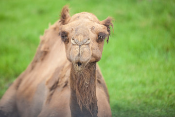 alone camel
