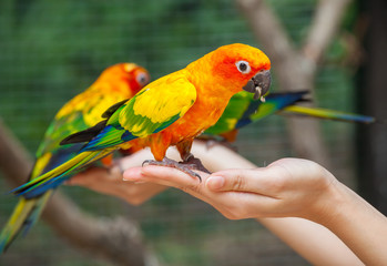 Feeding Colorful parrots