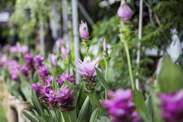 Siam Tulip flower