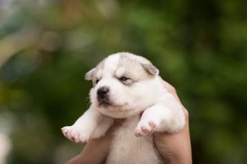 siberian husky puppy