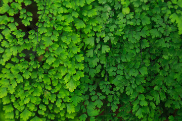 Obraz premium close up nature