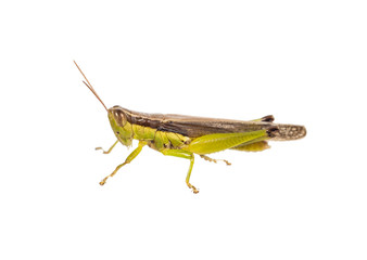 grasshopper isolated on white