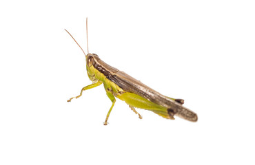 grasshopper isolated on white