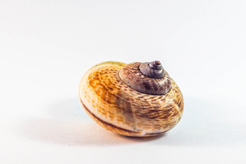 shell