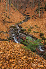 forest river with stones and moss