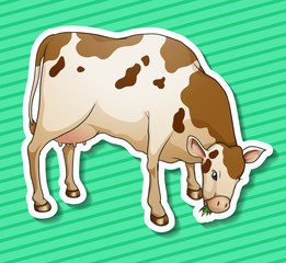 Cow