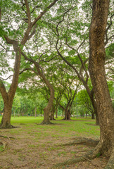 Fototapeta na wymiar Trees in public park