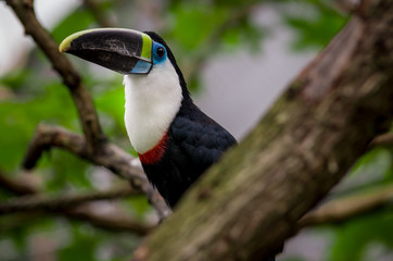 beautiful blue green red white black toucan bird