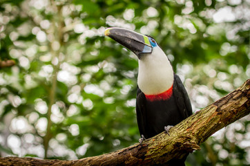 beautiful blue green red white black toucan bird