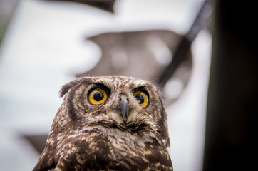 close up of brown owl face outdoors