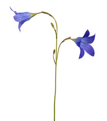 isolated two blue Spreading bellflower blooms