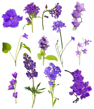 Fototapeta set of thirteen lilac flowers isolated on white