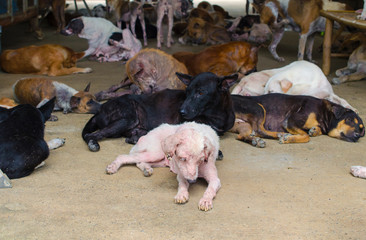 Group of stray dogs in Foundation