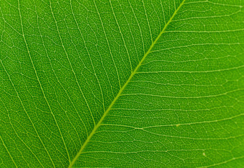 texture of leaf for background