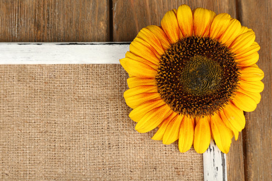 Beautiful sunflower on frame on wooden background