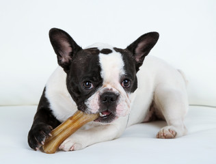 French bulldog with bone on sofa in room