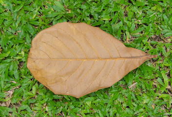 Dry leaves on the green grass.