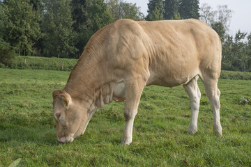 cow in a meadow