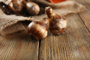 Flower bulbs and soil on sackcloth napkin on wooden background
