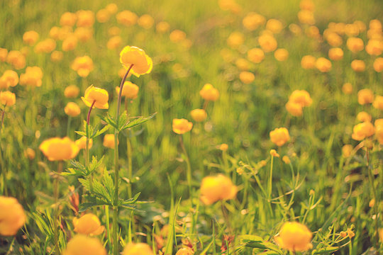 Buttercup Yellow Flowers Field