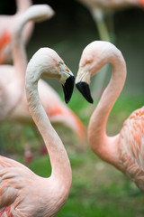 Naklejka premium two heads and necks of greater flamingos building heart