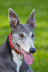 Grey Spanish greyhound on the grass with a red collar portrait