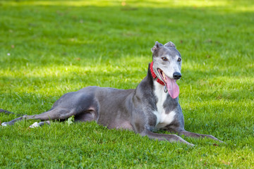 Grey Spanish greyhound on the grass with a red collar portrait