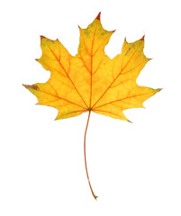 Naklejka na ściany i meble Autumn leaf isolated on white