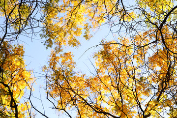 Beautiful autumn tree twigs