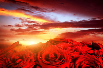 Panele Szklane Podświetlane  Czerwone mokre róże kwiaty na dramatyczny, romantyczny zachód słońca