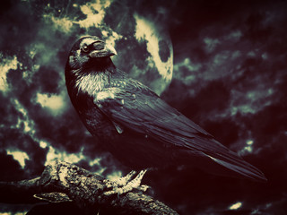 Black raven in moonlight perched on tree
