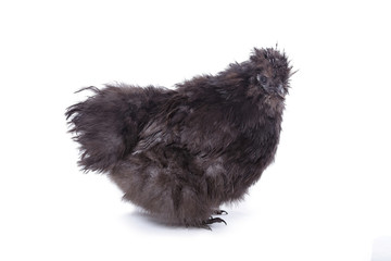 poule nègre de soie noire
