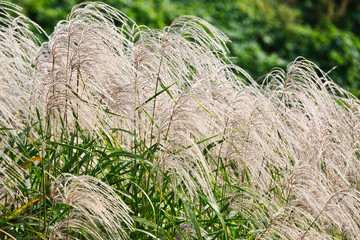 autumn reeds in hangzhou wetland park © ABCDstock